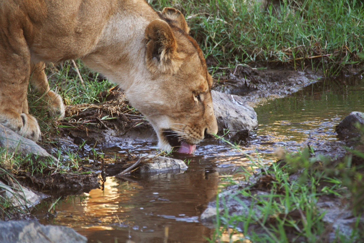 tanzania-tanzania-tema-from-serengeti-to-zanzibar_animal-safari-wildlife-nature-landscape_0200616_WEBB