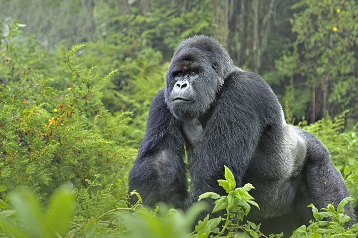 bergsgorillor_Rwanda